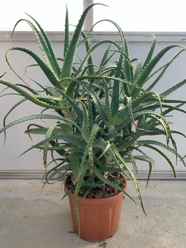 chinensis)1,美国翠叶芦荟aloe vera l芦荟品种欣赏:现在盆栽芦荟档 