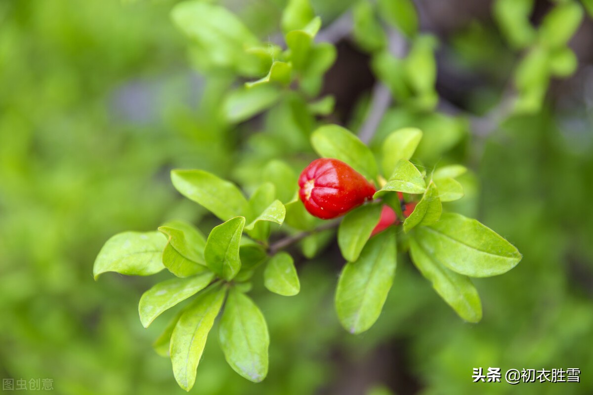 初夏深情石榴叶诗词7首，石榴天上叶，寻得石榴双叶子，欲贻谁？