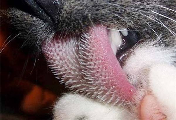 猫咪舌头倒刺图示