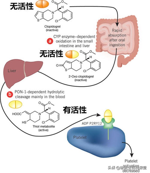 胃病患者想要根治幽门螺杆菌，二联疗法和四联疗法哪一个更优秀？