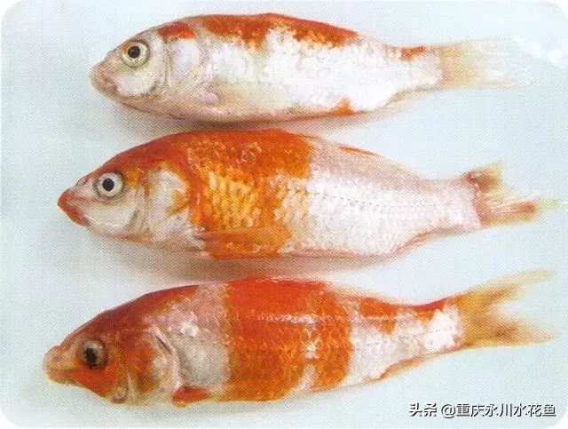 鯉皰疹病毒病（KHV）的防治方法，令養(yǎng)魚業(yè)者聞之色變的“瘟疫”