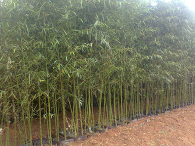 北方竹子什么时候种植最好（竹子种植时间和养护方法）