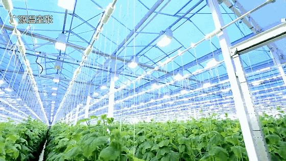 玻璃温室不仅改变了传统农业的生产模式，还提高了作物的产量