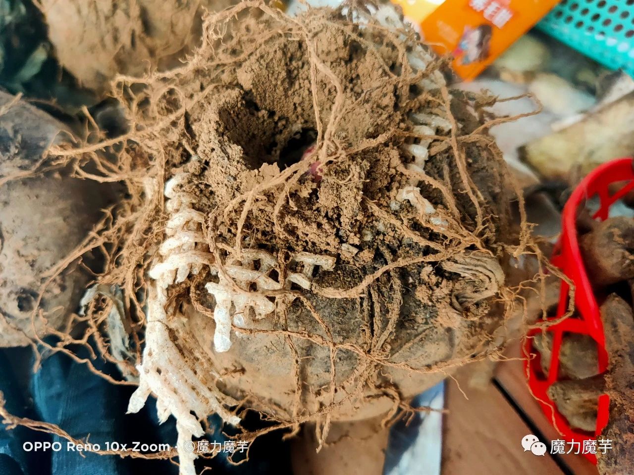魔芋种子套网袋效果怎么样_有什么好处_ 第11张