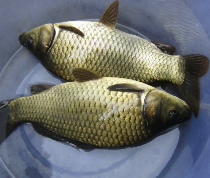 以下步骤就是有关养殖大鲫鱼的方法