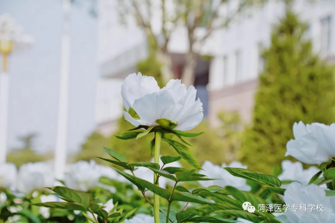 菏泽医学专科学校牡丹，又是姹紫嫣红开遍