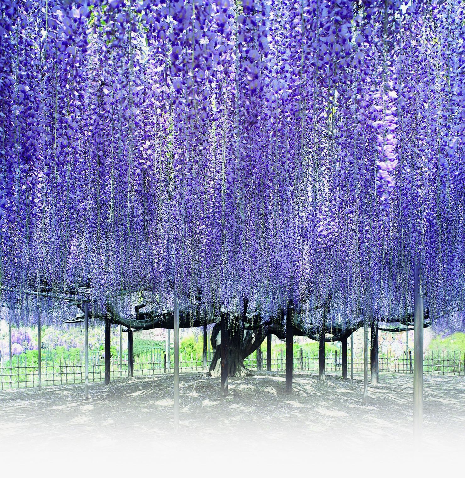 六月，梦一场荼蘼花事