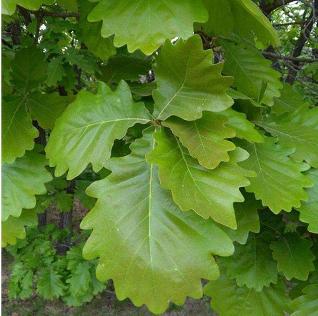 端午百科：年年吃粽子，粽叶是什么植物的叶子？天南海北不一样！