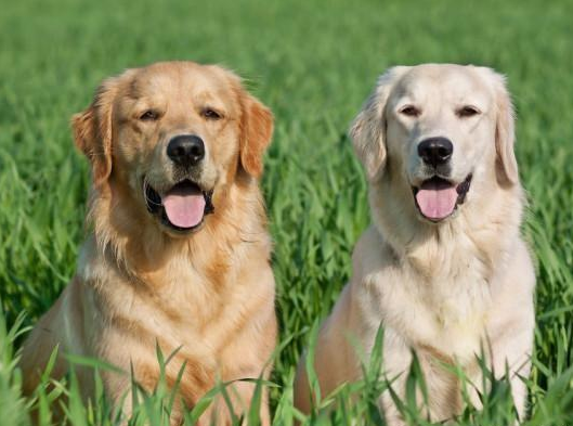 让我告诉你,一只纯种的“金毛犬”大概多少钱,别买贵了