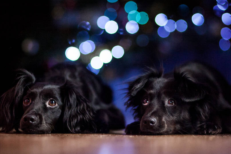关于不推荐养黑狗的5个理由，网络用户认可。