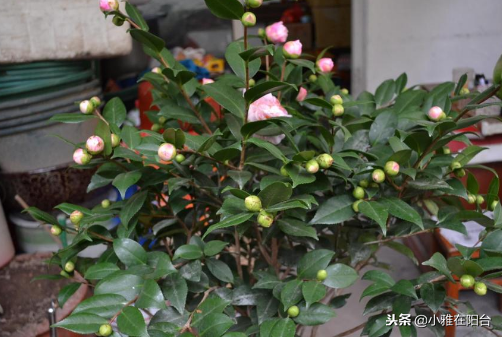 家里养茶花，注意一点小技巧，花苞多、花色艳，叶片油绿越长越旺