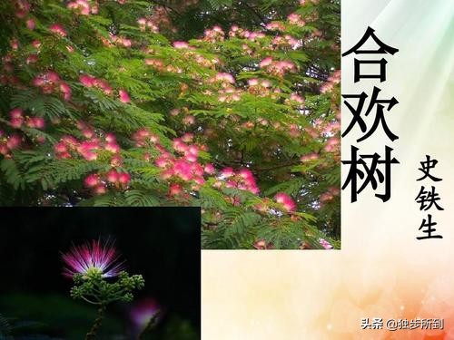 托物言情，寄意遥深：史铁生《合欢树》的写作艺术赏析