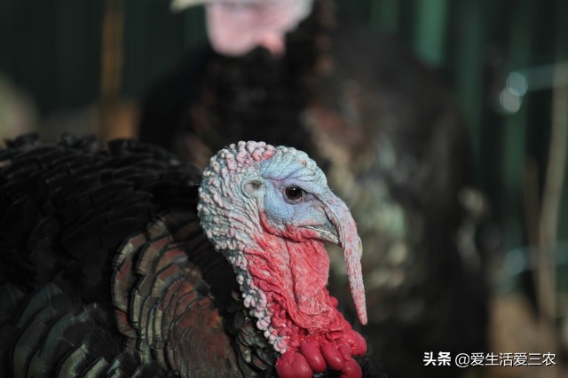 尼古拉火雞,尼古拉火雞可以長多大