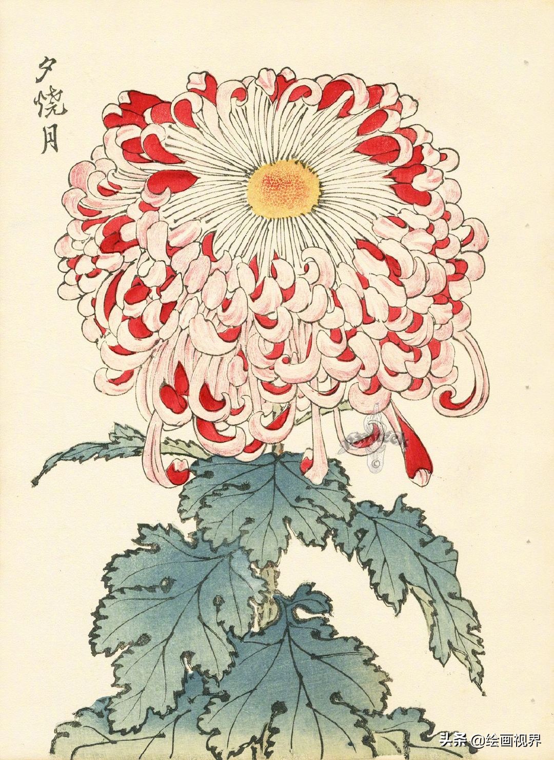 菊花的各种画法：9种常见菊花示范稿教你画，简单易学，收藏学习