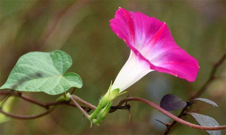 揭秘牵牛花的花语（详解牵牛花代表的意思）