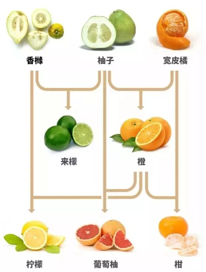 吃了这么多年依然蒙圈！桔子、橘子、橙子、柑、柚子到底啥关系？