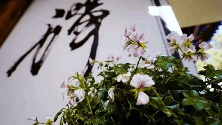 中国最文艺尼姑庵，不烧香只种花，美得想出家！韩红也慕名来参访