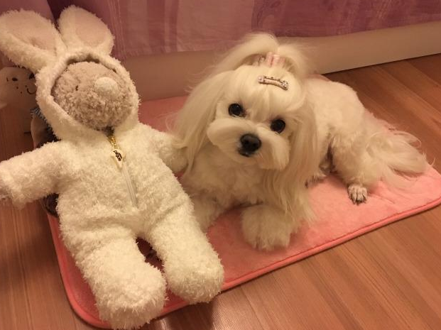 这5种小型犬可不是“白眼狼”，眼里全都是你