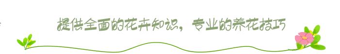 给多肉“砍头”听着害怕,其实对它有好处,爆盆速度快叶子肉嘟嘟
