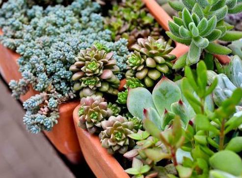 在家自制生根粉,多肉砍头、植物扦插都能用,不易黑腐,快速生根