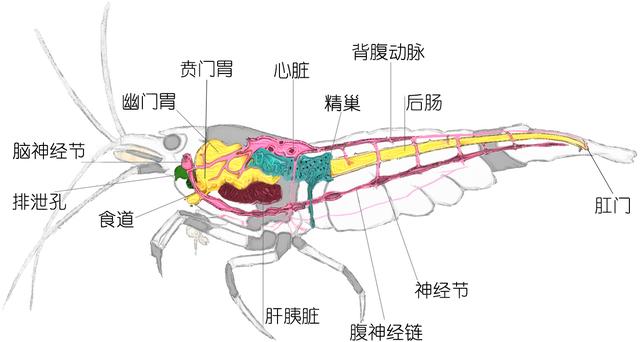 虾的品种有哪几种（如何辨别虾的类别种类）