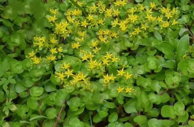 地中海荚蒾简介（做花境设计常用的60种植物介绍）