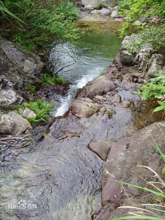 这款松萝茶产自安徽黄山，药店卖它来治病，竟然有上百年历史