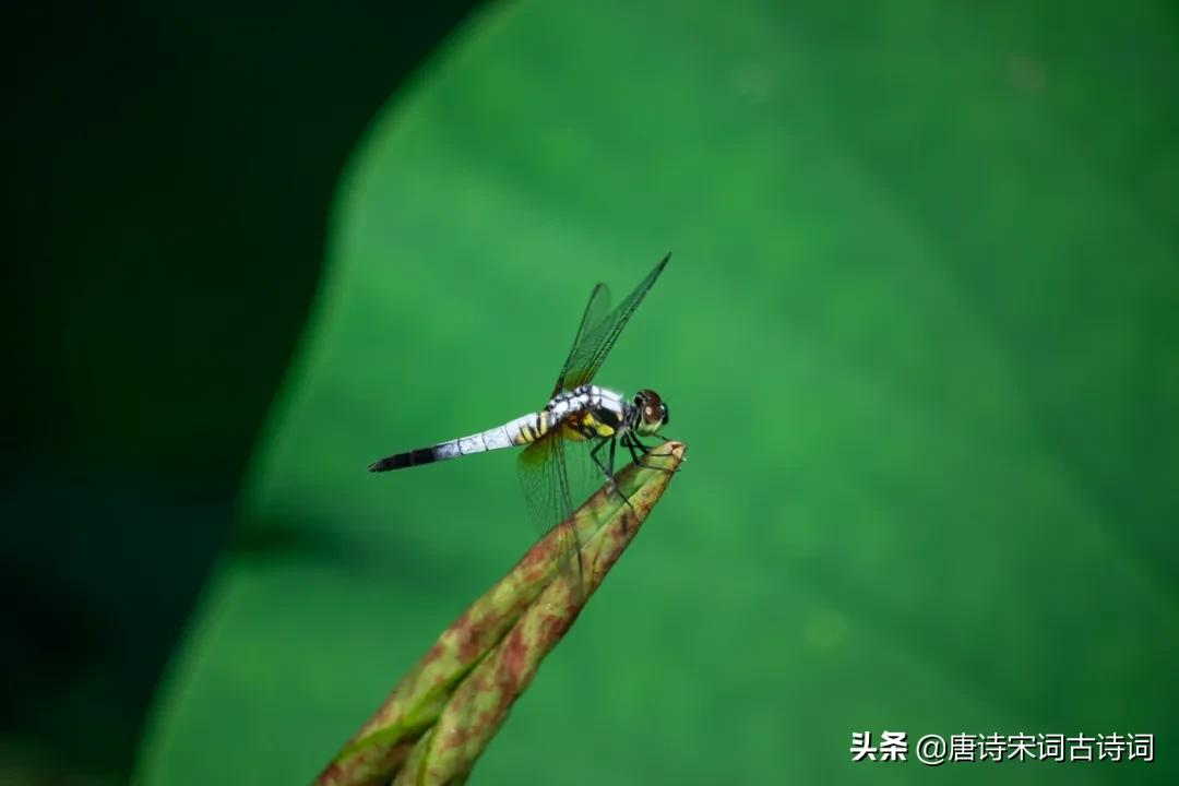 夏天，绿阴已长成