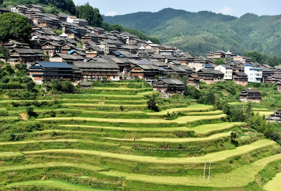 苗寨草根宝价格(来自广西的呐喊) - 价格百科