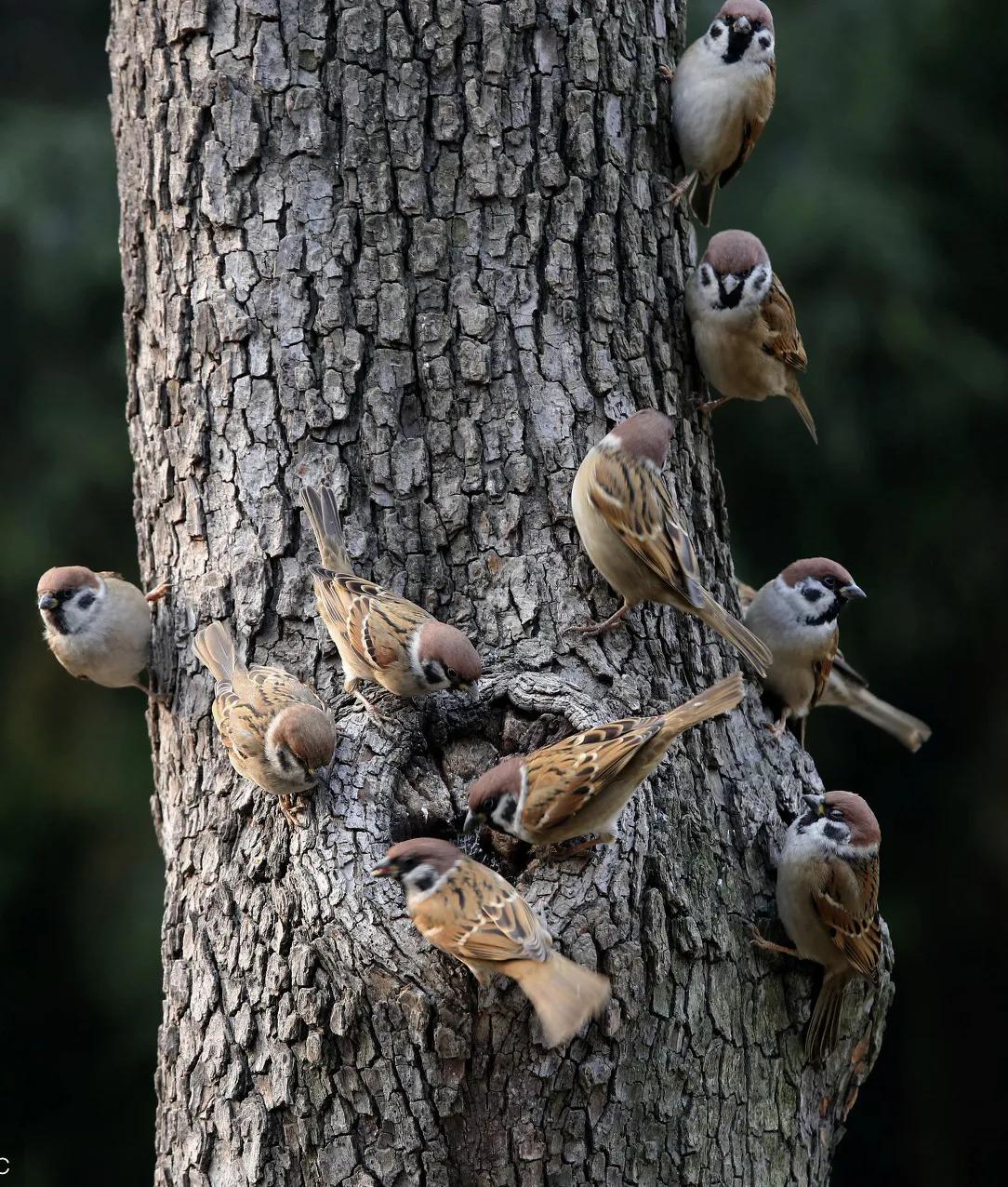冬天看一群麻雀在树上(外一首)