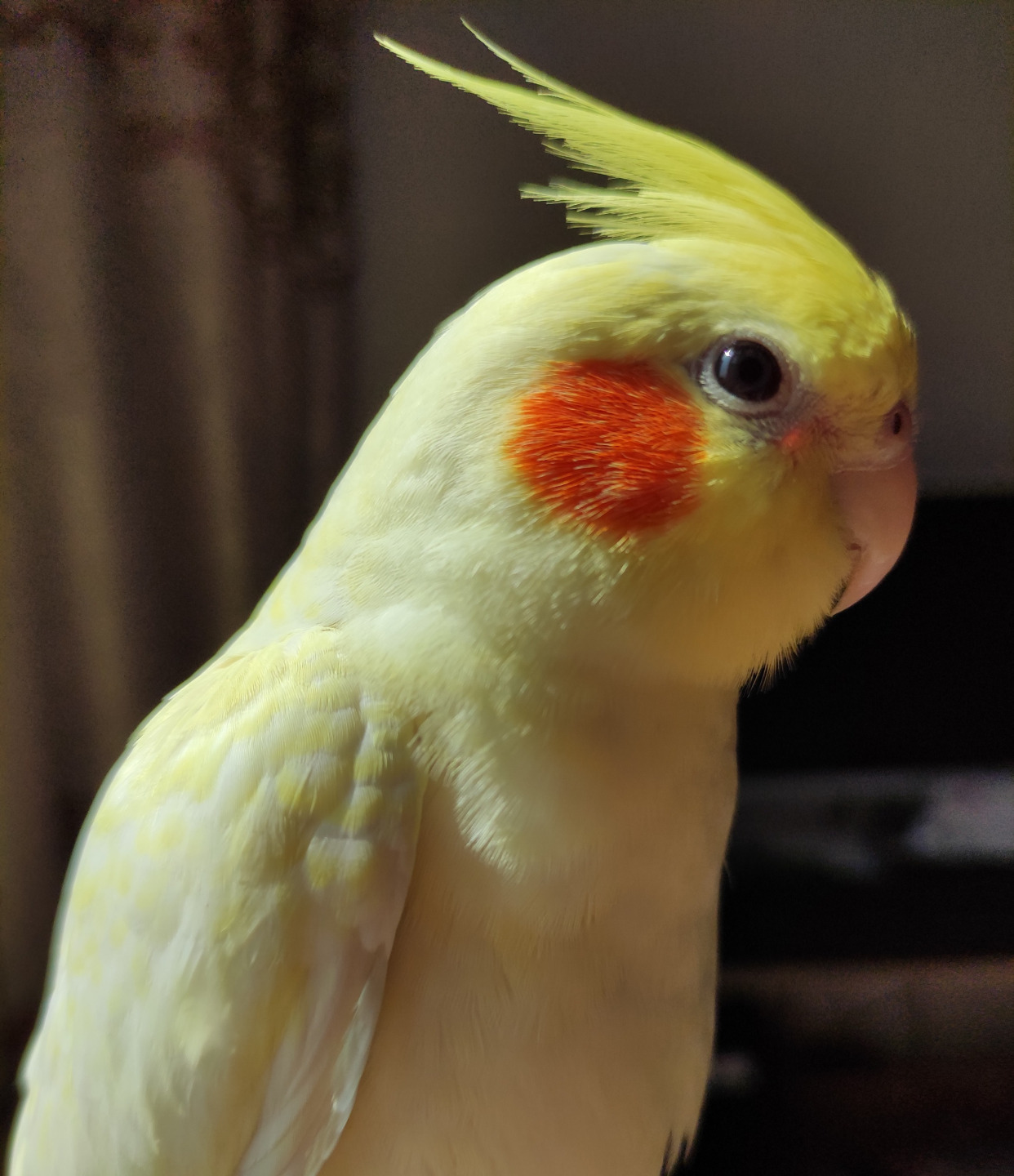 这些类鸟的发型,帅到没朋友