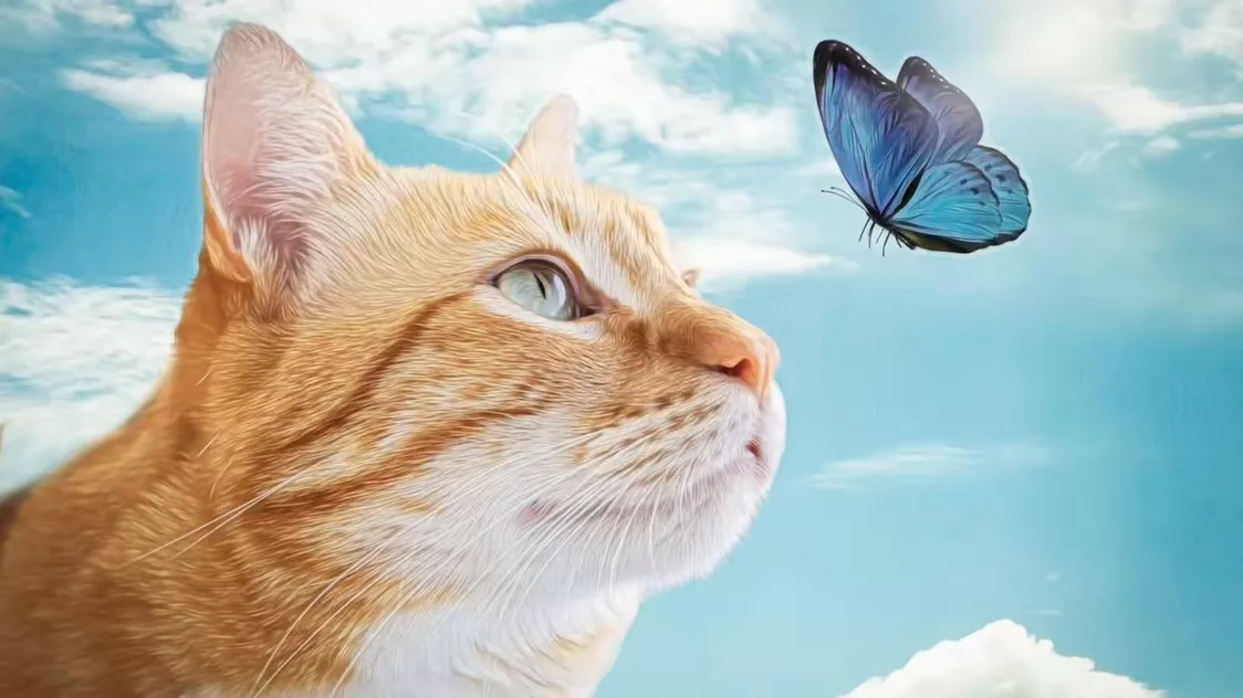 猫和蝴蝶的凄美爱情