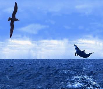 为你写情诗一一飞鸟和鱼的爱情