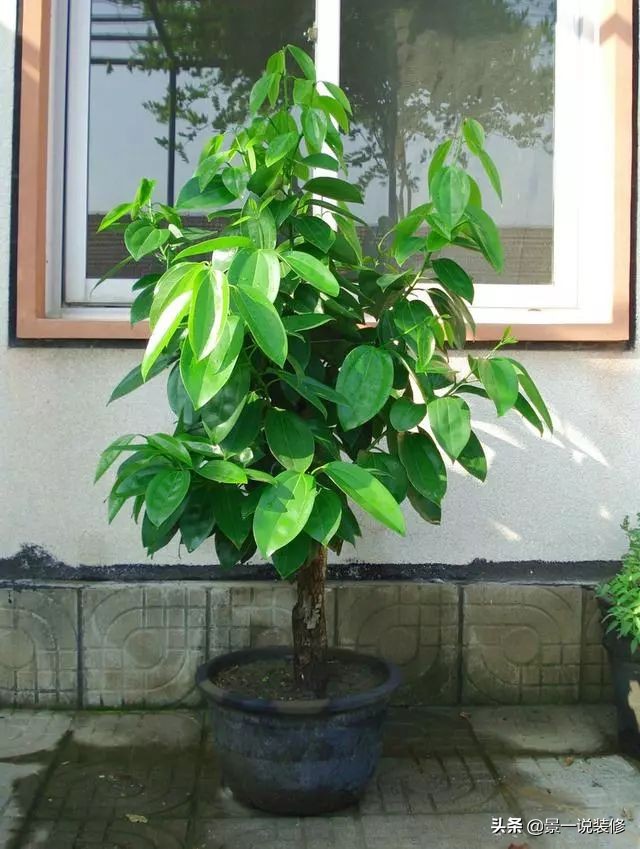 朋友搬家送什么植物寓意好（搬家送什么植物比较好）