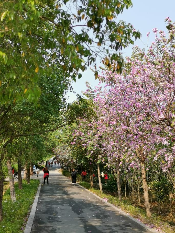 浓烈芬芳  春风十里赏花路  徜徉在广州海珠湿地的花海之中