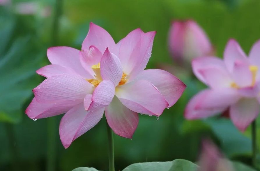 「詩詞鑑賞」夏日雨中綻放的荷花,荷花池裡的一詩一畫