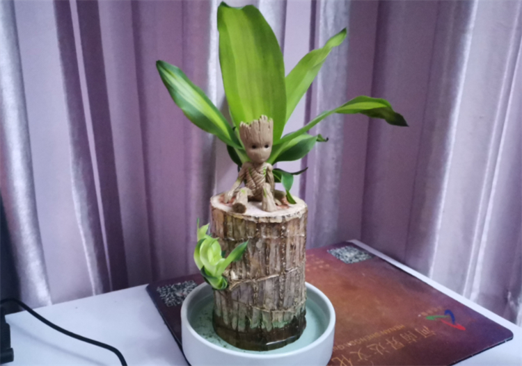 巴西木多久能泡出根（巴西木的种植小技巧）
