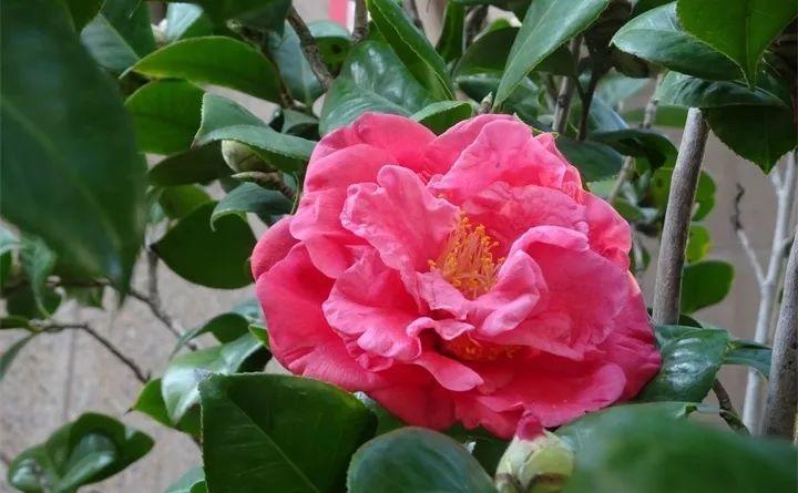 养茶花记住这5点，蹭蹭窜新芽，花开得碗口大！
