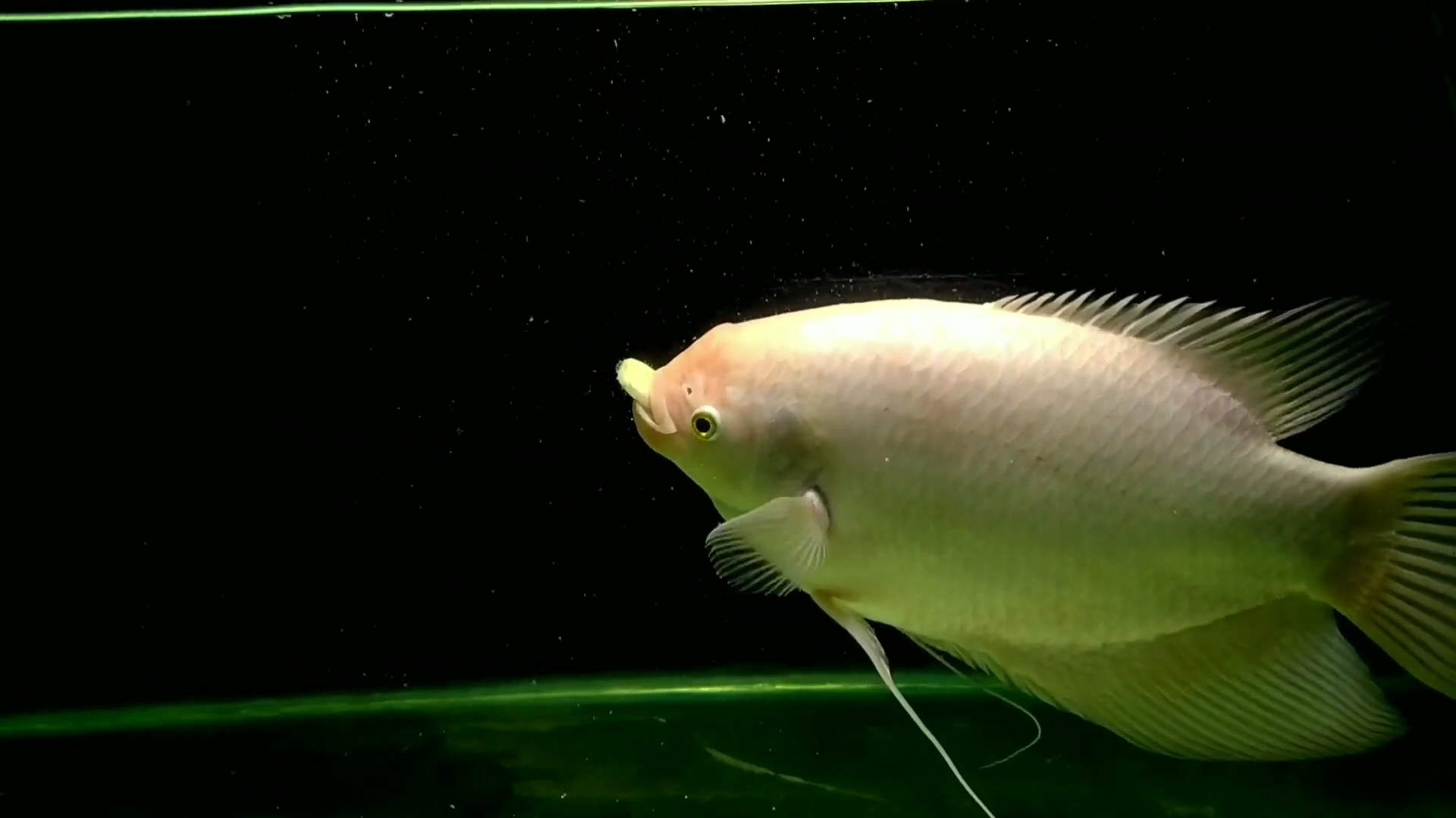 招财鱼怎么养及喂养技巧,招财鱼吃什么长最快,招财鱼怎么养