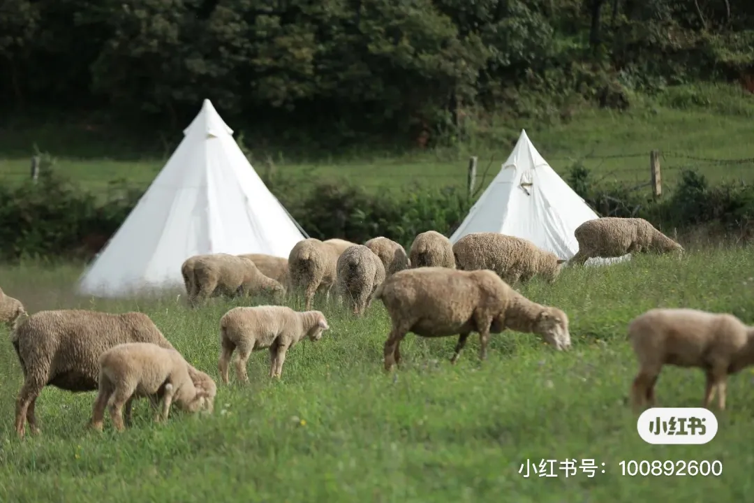 藏不住了！昆明周边的小新西兰，趁着还没开学赶快去打卡