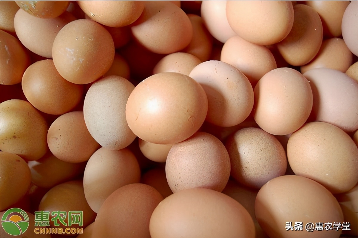 今日鸡蛋价格多少钱一斤？2021年2月8日鸡蛋价格最新行情