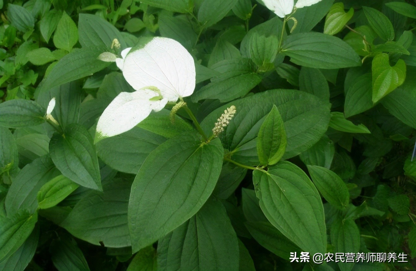 三白草的功效与作用(三白草的功效与作用及食用方法)