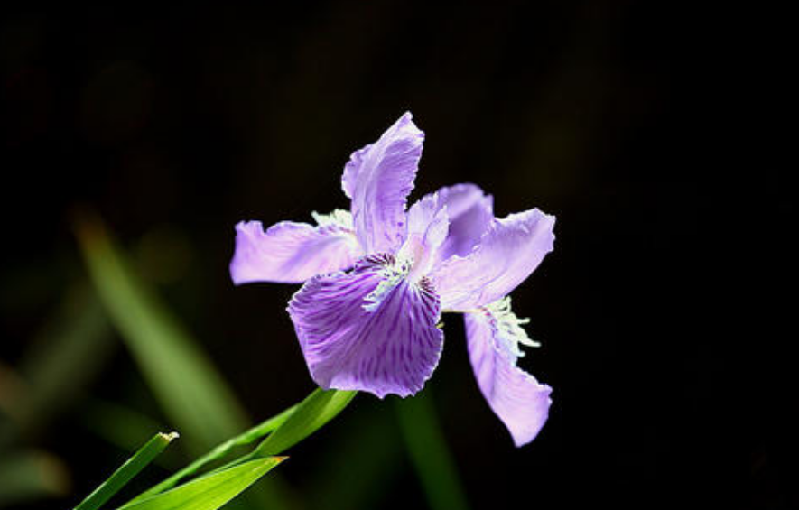 鸢尾花花语是什么意思（盘点不同颜色的鸢尾花花语）