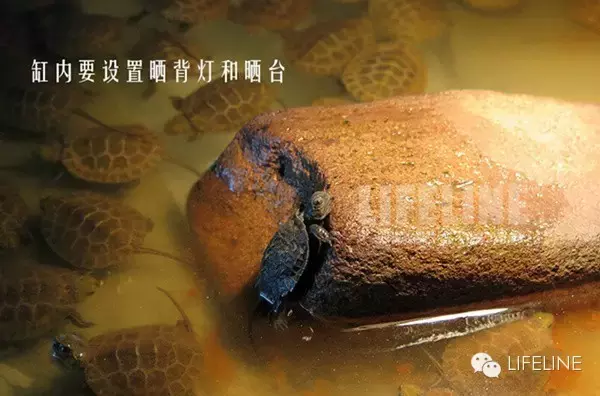 日本石龟图片高清（日本石龟龟苗饲养指南）