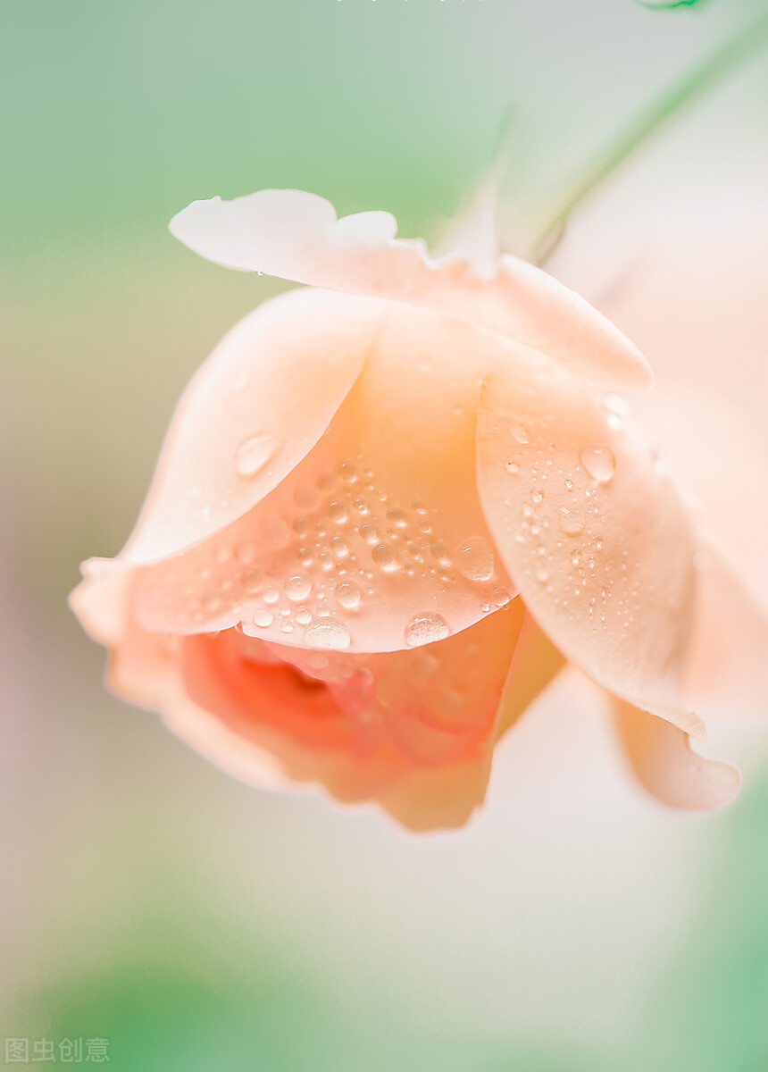 寒灯纸上，梨花雨凉，笙歌不见故人散，我等风雪又一年