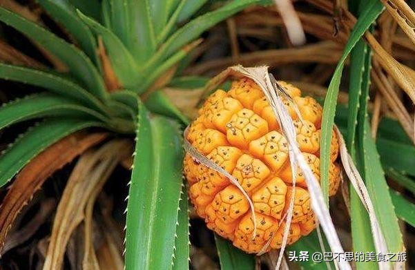 名字带"龙"字的水果,各个霸气,你吃过几种?吃过三种就算牛!