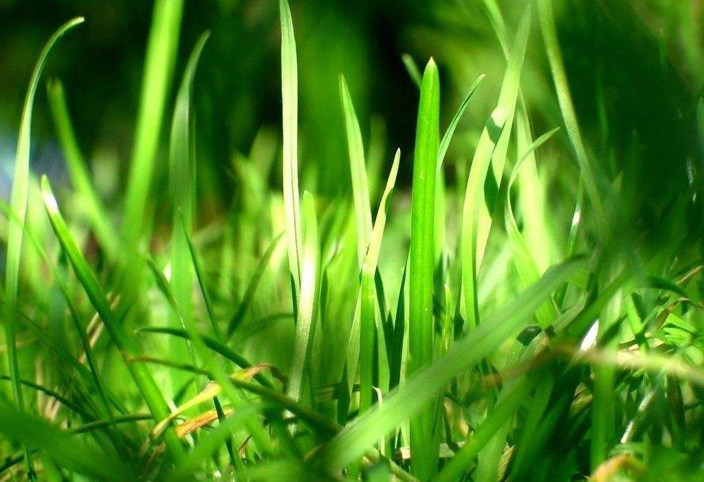 2019上海春季高考作文参考范文 “小草的梦想” 新鲜出炉