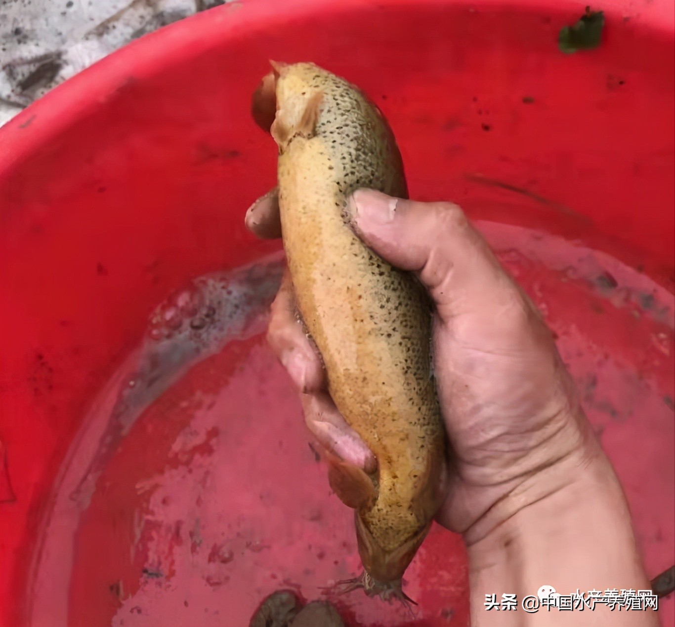 泥鰍苗多少錢一斤,臺灣泥鰍苗多少錢一斤