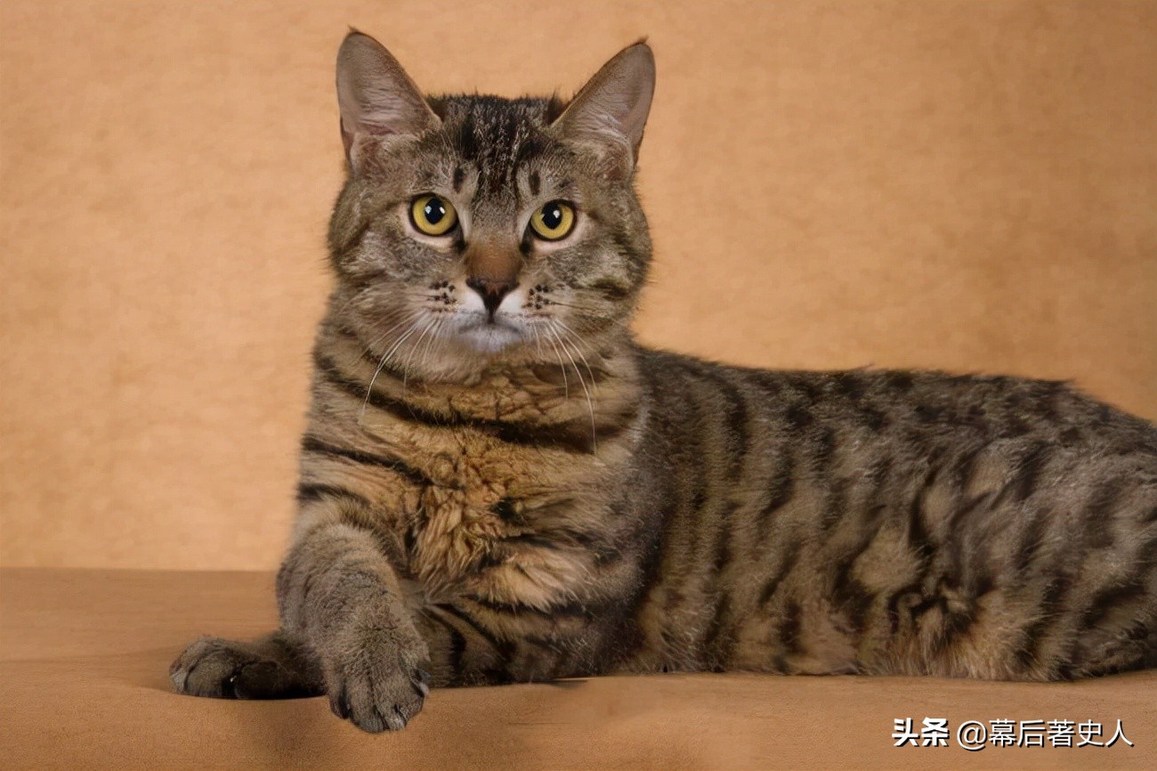 努力十多年都没有获得CFA的认证，中国狸花猫差在哪里？