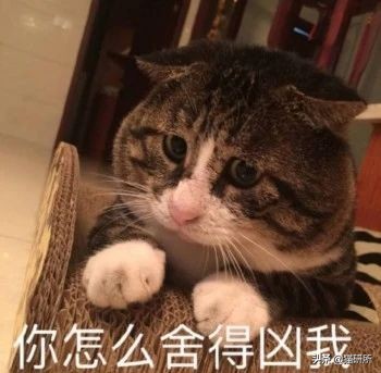 强行给猫喂药它会恨你吗(对猫家暴之后，十分后悔，该如何挽回我俩的关系啊？)